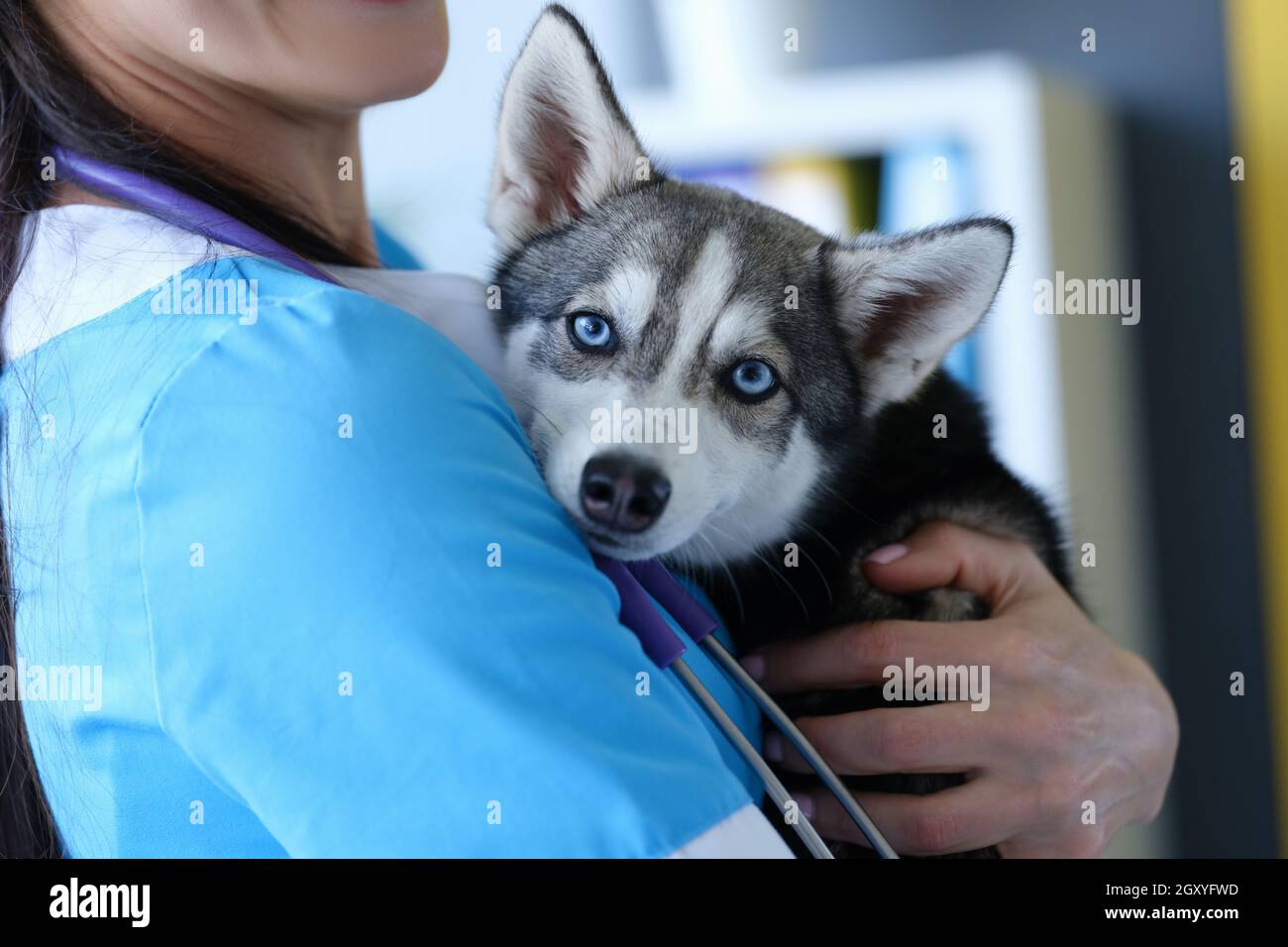Arzt Tierarzt hält kranken reinrassigen Hund in der Klinik Stockfoto