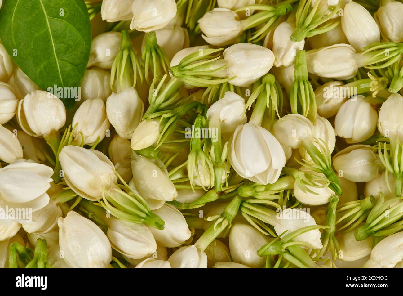 Hintergrund der frischen Blüten der indischen Jasminblüte (Jasminum sambac) Stockfoto