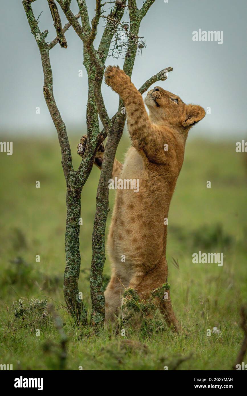 Löwenjunge klettert auf Hinterbeinen auf einen Baum Stockfoto