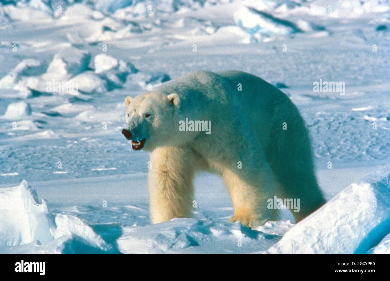 Der Eisbär blickt in die Ferne in der Arktis. Stockfoto