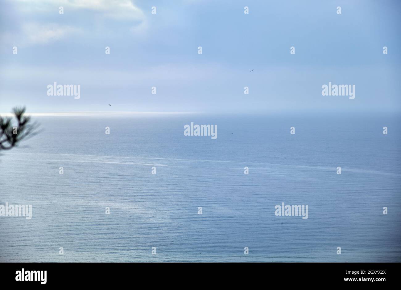 Mittelmeer vor der Küste mit verschiedenen Vögeln fliegen. Am Morgen mit Tageslicht aufgenommen. Stockfoto