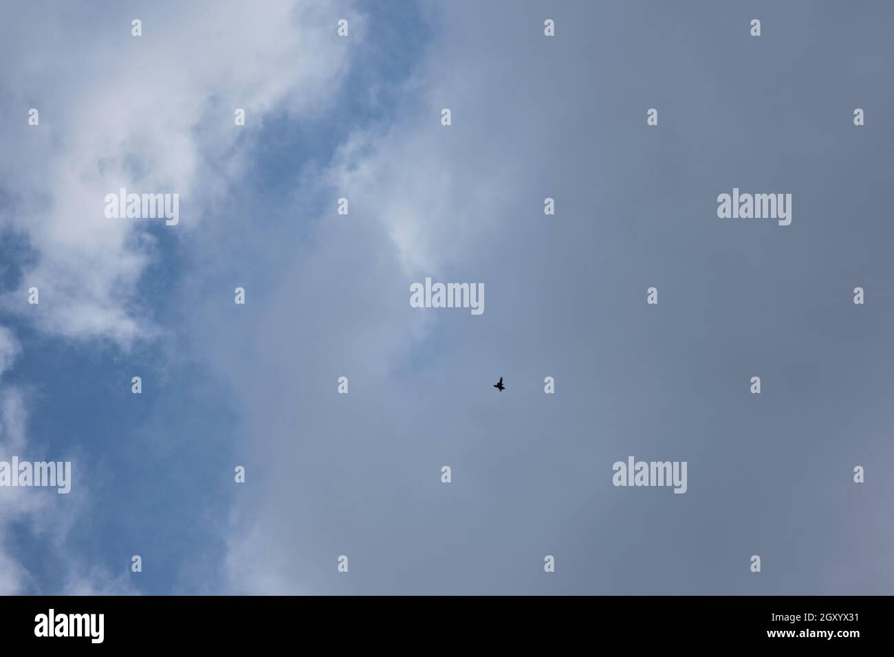 Paar vereinigte Falken im Flug mit wolkenbedecktem Himmel im Naturpark Castelldefels. Natürliches Morgenlicht. Stockfoto