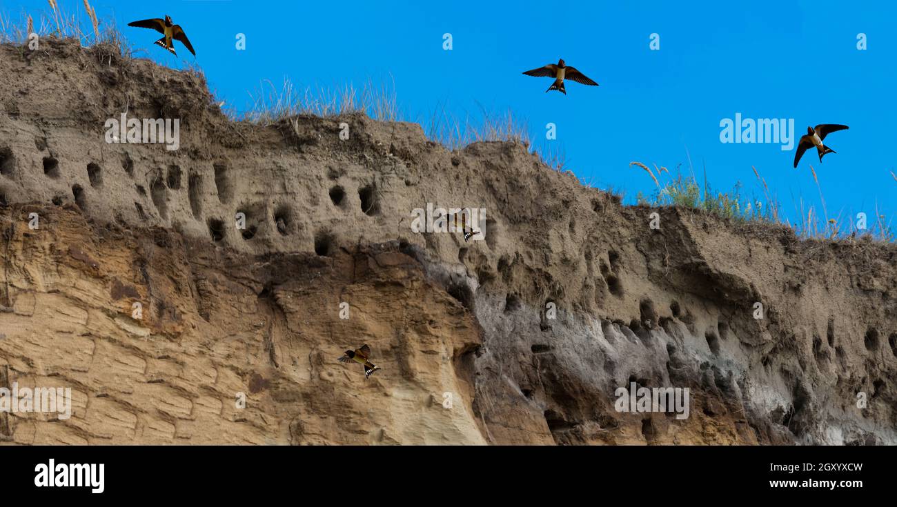 Schwalben auf den Klippen der Stadt Ahrenshoop auf der Ostseeinhalbinsel Darss in Deutschland im Sommer. Stockfoto