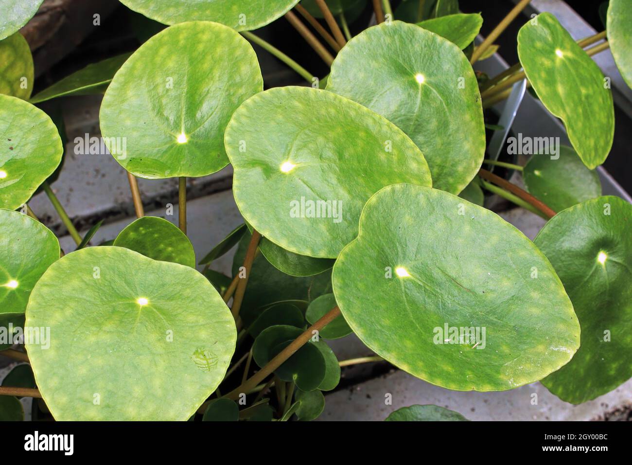 Makrofotos der Blätter auf einer geldanze. Stockfoto