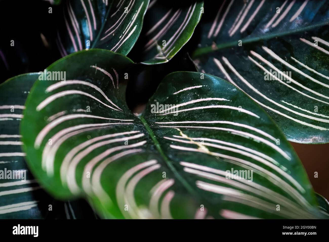 Makroansicht der Blätter auf einer Nadelstreifen-calathea-Pflanze. Stockfoto