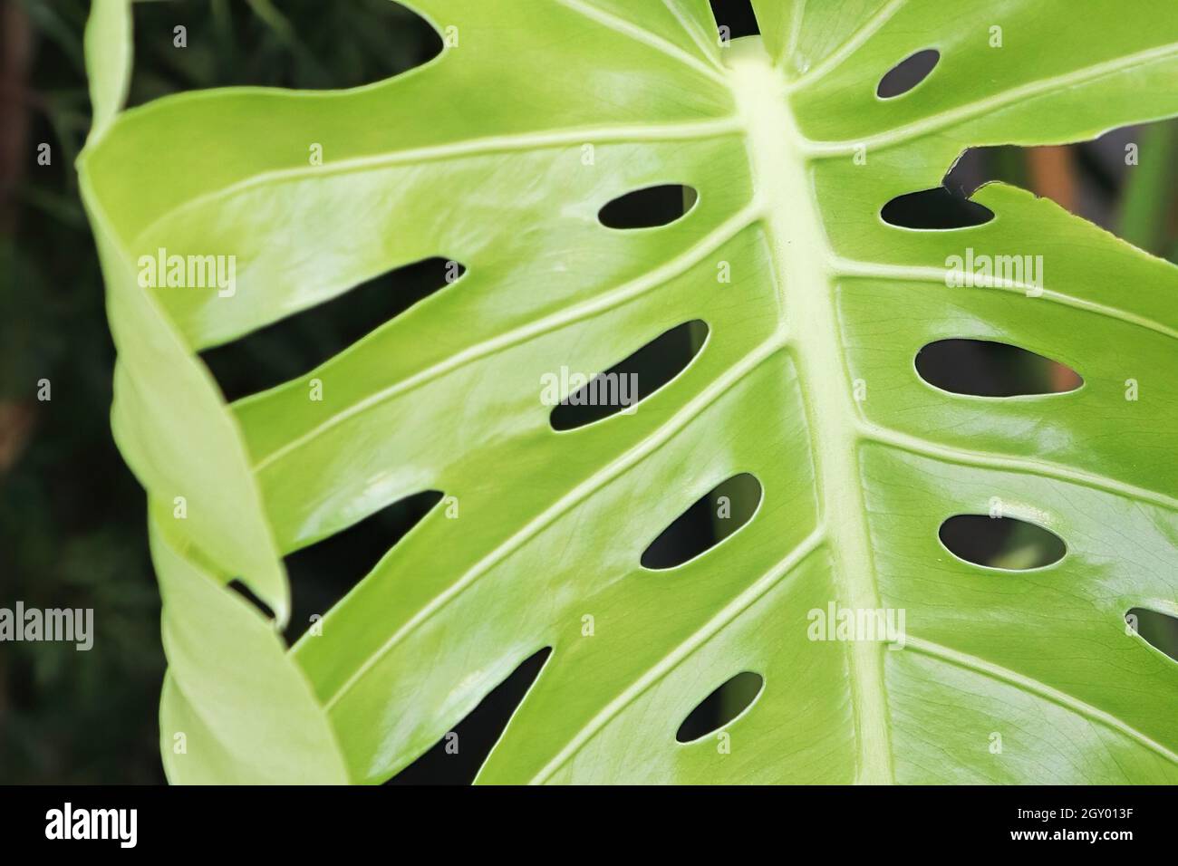 Makro der Blätter auf einer schweizer Käse-Monstera-Pflanze. Stockfoto