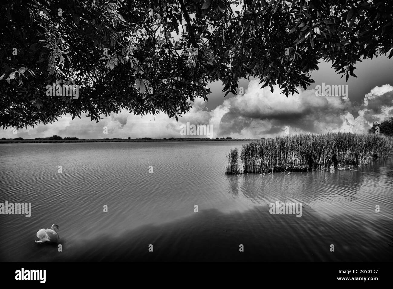 Schwarz-weißes Panorama eines Schwans in der Lagune unter dem Schilf Stockfoto