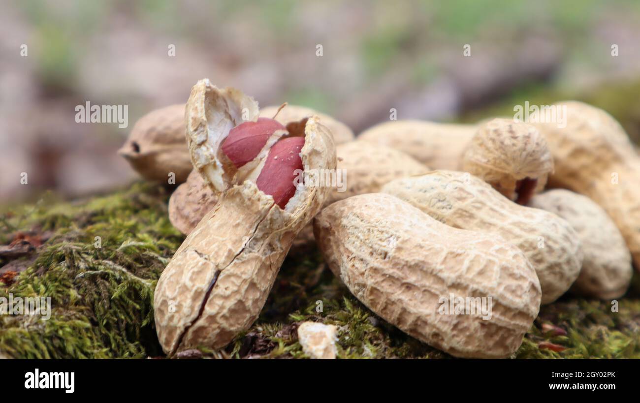 Ungeschälte ganze rohe Erdnüsse in braunen Schalen in der Muschelstruktur auf einem schönen natürlichen Hintergrund im Wald liegt in einem Haufen auf einem Baum, im Freien auf einem Stockfoto