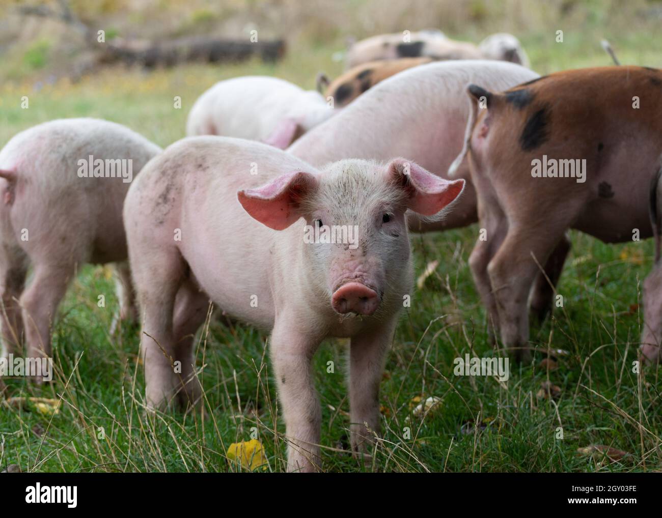 Ein süßes rosafarbenes Ferkel steht auf einer Wiese vor einer Herde und starrt auf die Kamera Stockfoto