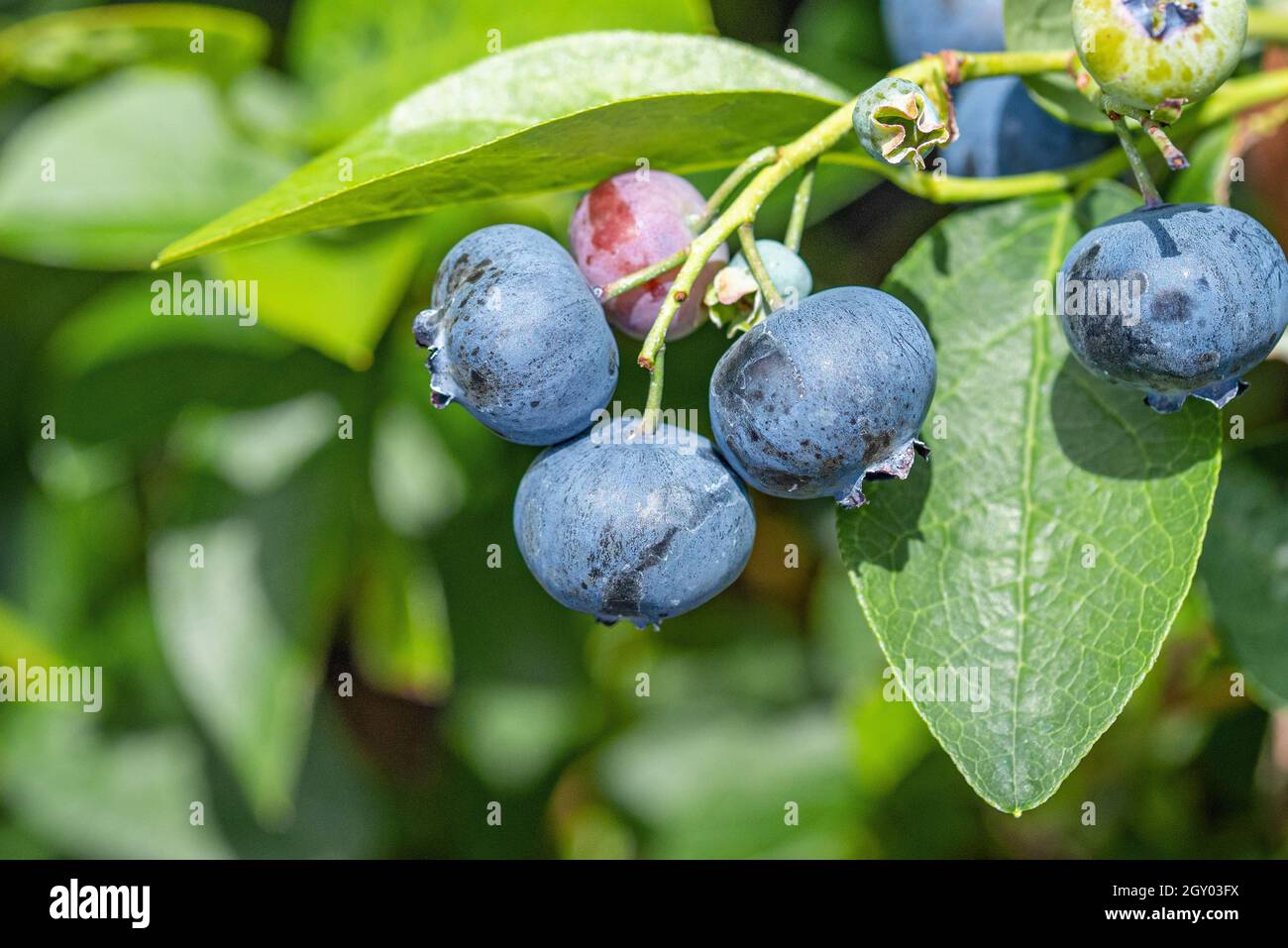 Hohe Heidelbeere, Hochbusch-Heidelbeere, Sumpfbluebeere (Vaccinium corymbosum 'Bluetta', Vaccinium corymbosum Bluetta), Früchte auf einem Ast, Sorte Stockfoto