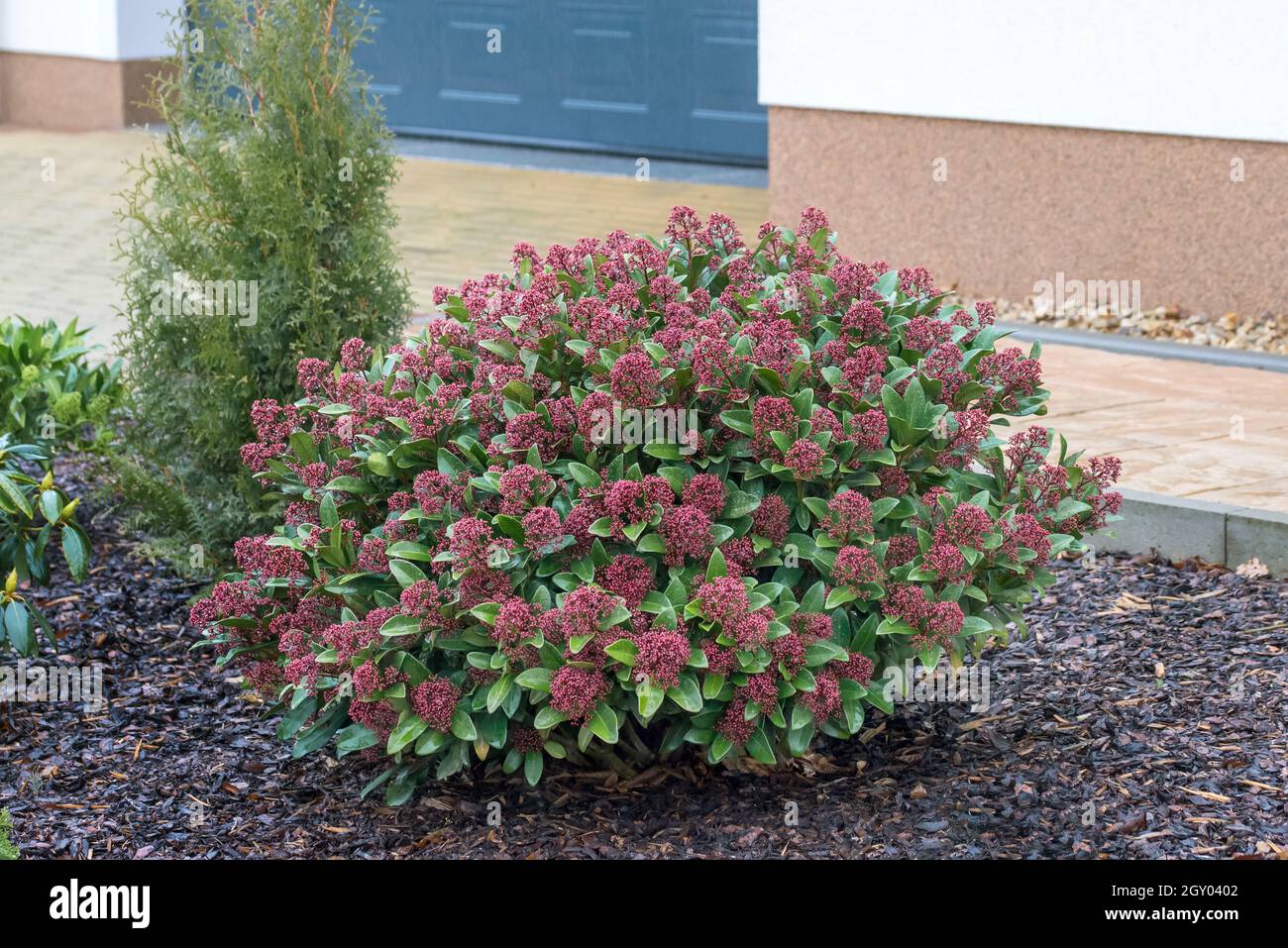 Japanische Skimmia (Skimmia japonica 'Rubella', Skimmia japonica Rubella), Sorte Rubella in Knospe, Deutschland Stockfoto