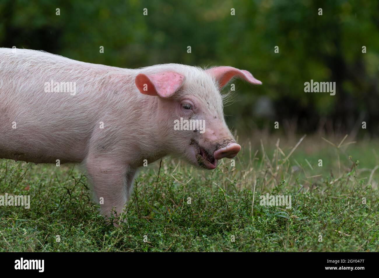 Nahaufnahme eines isolierten jungen rosa Schweins mit weißen Borsten, das Gras auf der Weide frisst Stockfoto