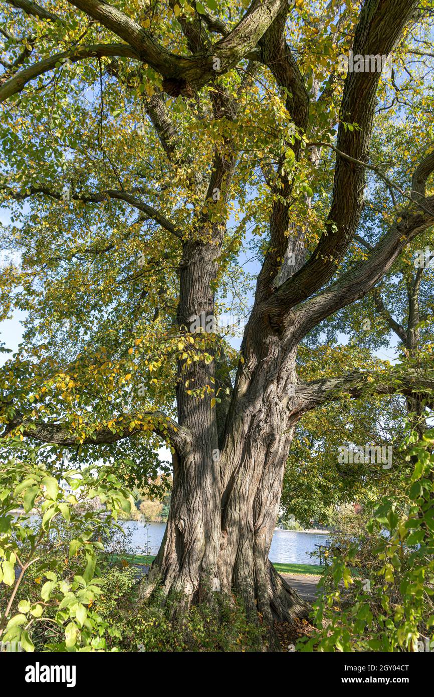 Europäische Ulme, Europäische Weiße Ulme, flatternde Ulme, sich ausbreitende Ulme, Russische Ulme (Ulmus laevis, Ulmus effusa), alte Anlage an Land, Deutschland Stockfoto