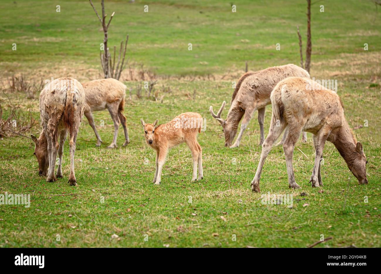 Rehkitz auf der Weide Stockfoto