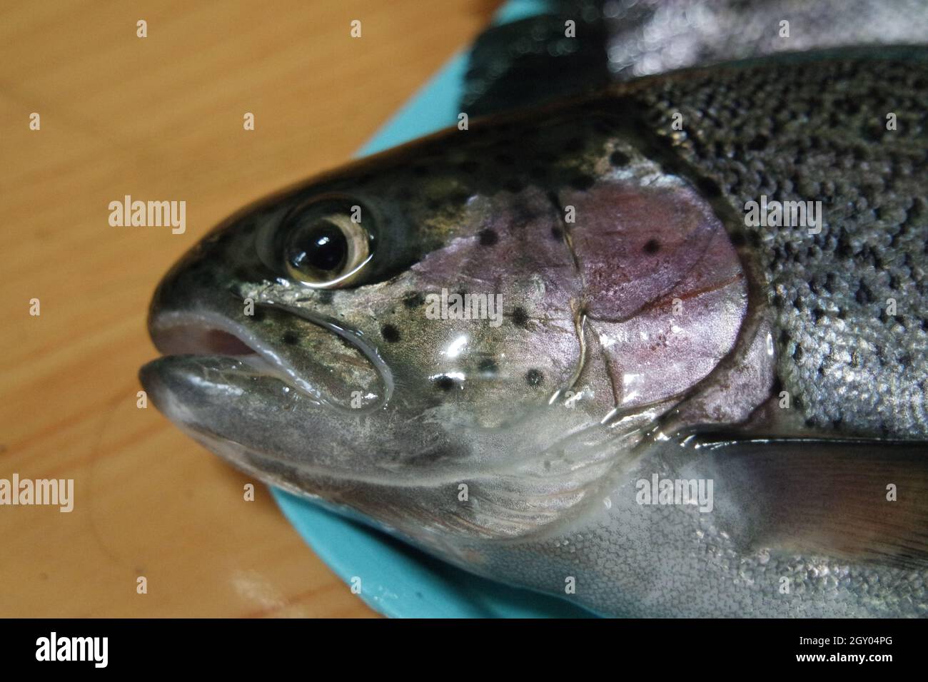 Fische aus der Nähe mit einer grauen oder grauen und silbernen glänzenden Hautschuppen isoliert auf einem blauen Hintergrund. Fisch Haut Textur Muster Hintergrund. Stockfoto