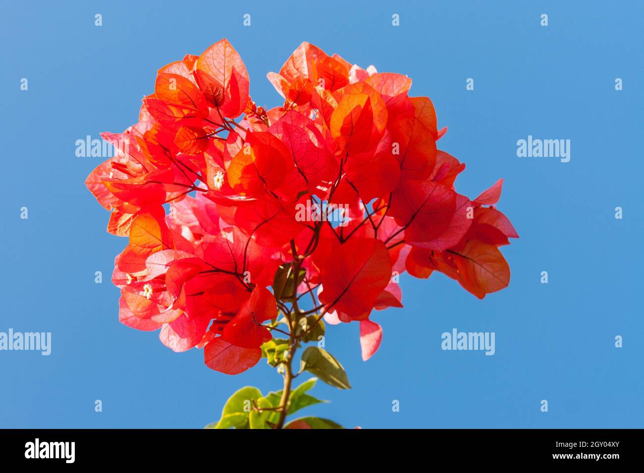 Papierfabrik, vier Uhr (Bougainvillea spec.), mit rotem Brakt, Türkei Stockfoto