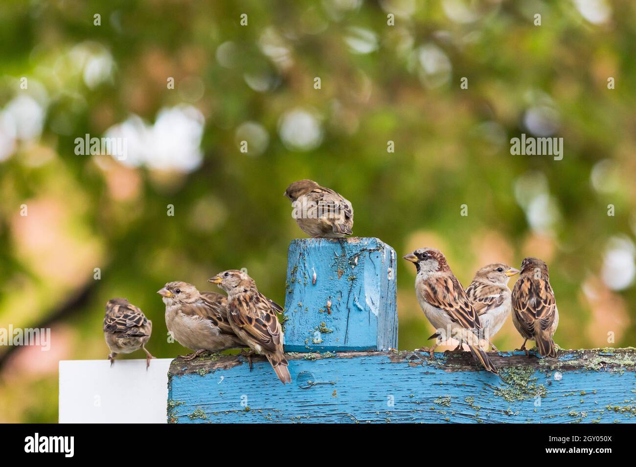 Haussperling (Passer domesticus), Gruppe auf einer blauen Holzbank, Deutschland, Mecklenburg-Vorpommern Stockfoto