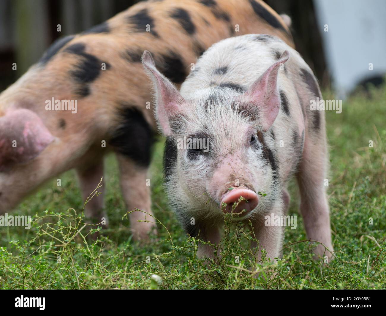 Nahaufnahme eines niedlichen kleinen Schweins mit einer rosa Schnauze und Ohren, weiße Borsten mit schwarzen Tupfen auf einem grasbewachsenen Feld Stockfoto