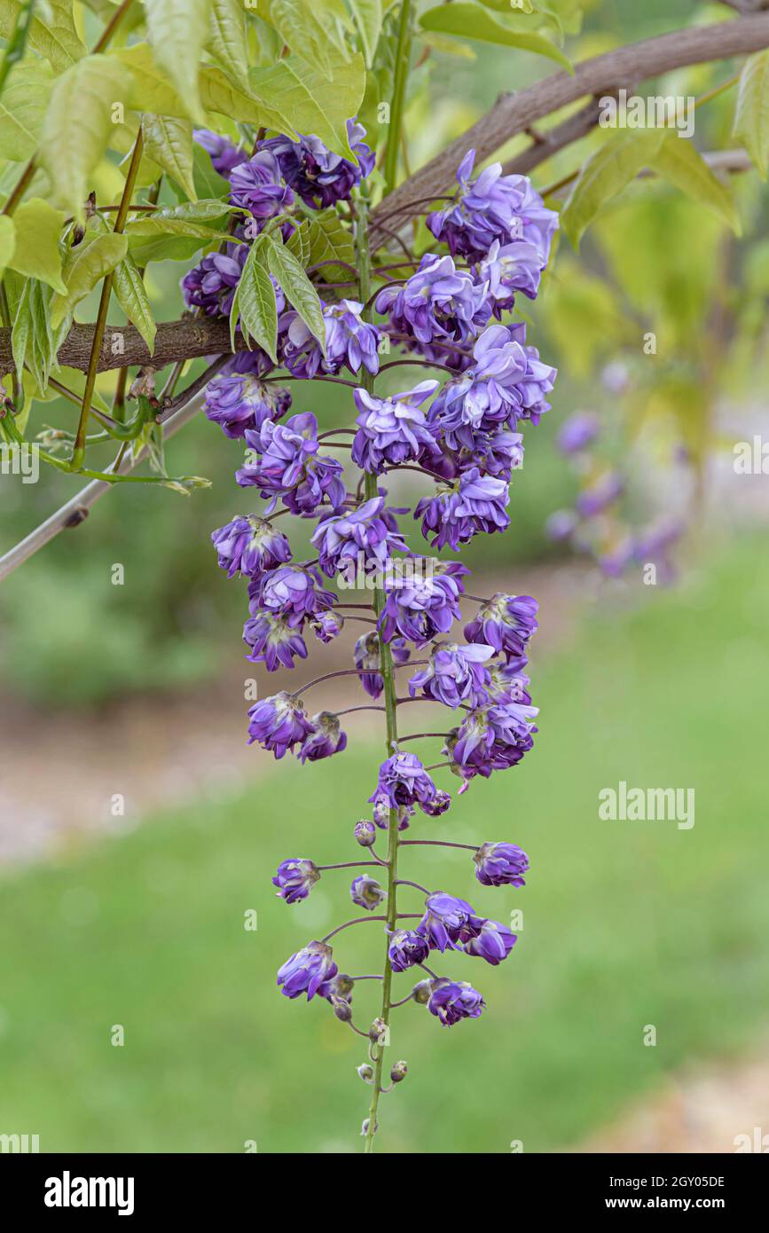 Japanische Glyzinie (Wisteria floribunda 'violacea Plena', Wisteria floribunda violacea Plena, Wisteria brachybotrys), Blüten von kultivierender Viola Stockfoto