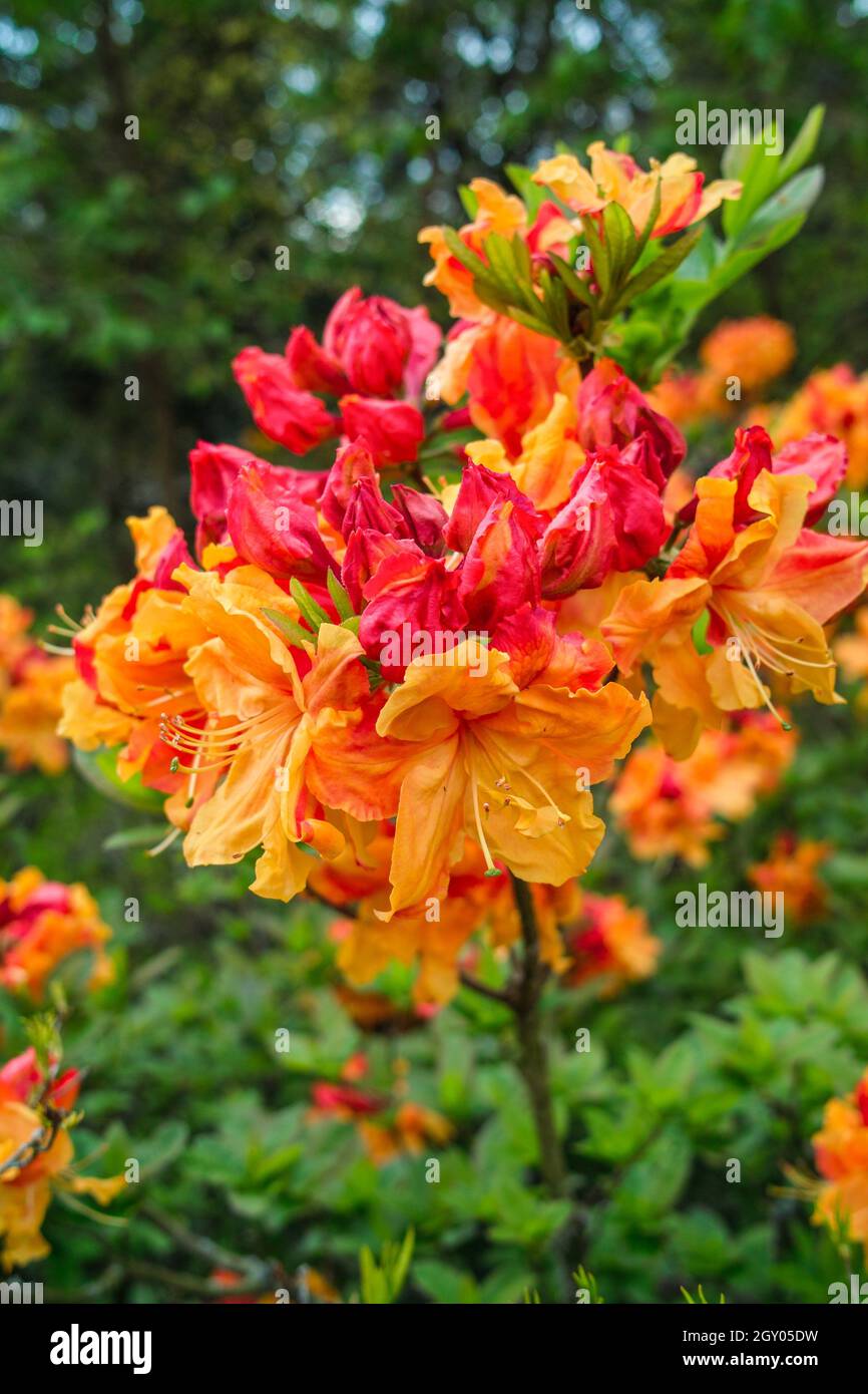 rhododendron (Rhododendron spec.), mit orange-roten Blüten Stockfoto