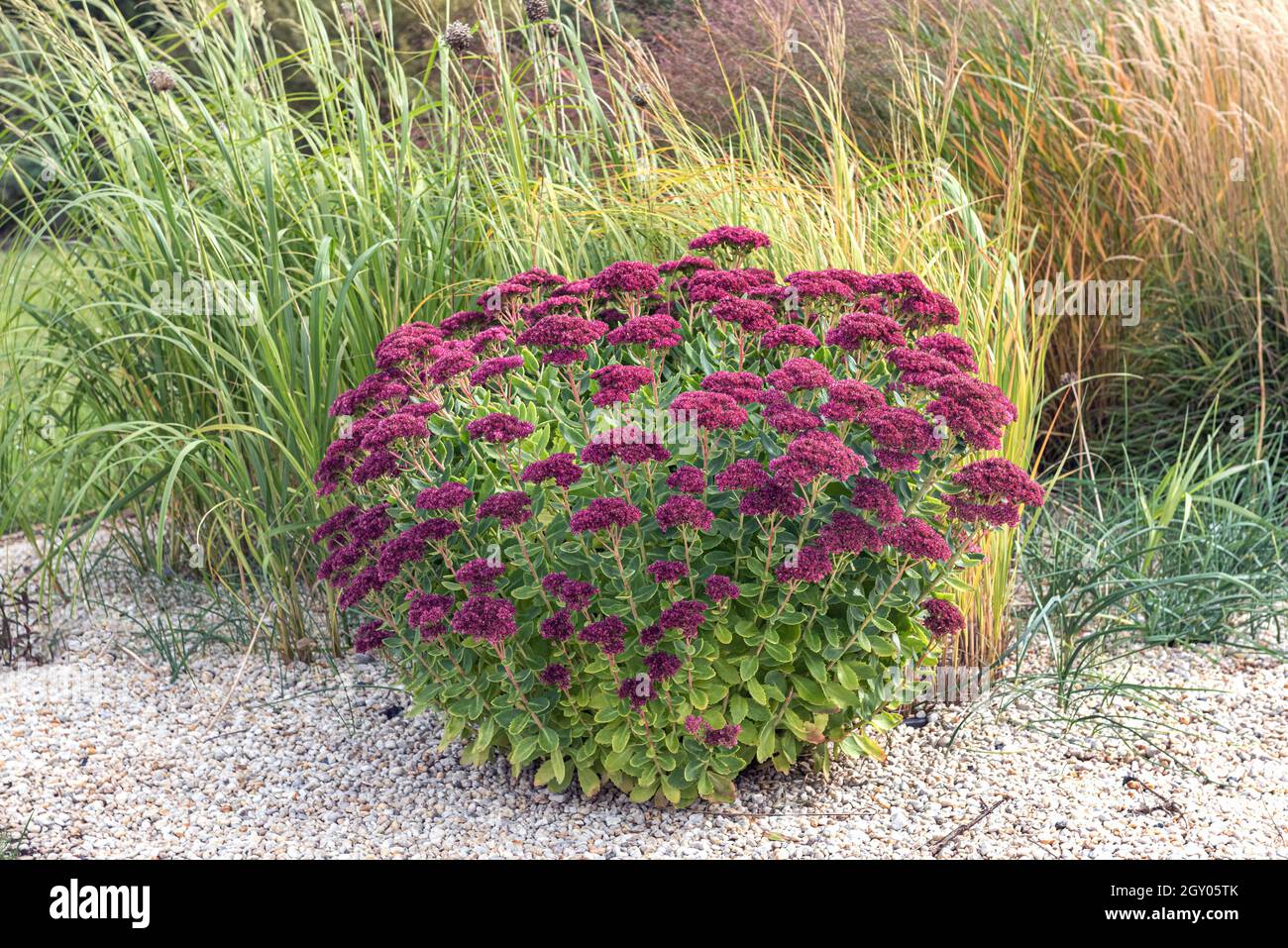 Orpine-Steinkropf, Garten-Steinkropf, Live-Forever-Steinkropf (Sedum tephium 'Herbstfreude', Sedum tephium Herbstfreude, Hylotephium tephium), Stockfoto