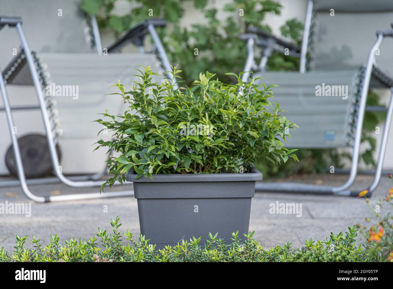 Hohe Heidelbeere, Hochbusch-Heidelbeere, Sumpf-Heidelbeere (Vaccinium corymbosum 'Tophat', Vaccinium corymbosum Tophat), Containerpflanze, Sorte Tophat Stockfoto