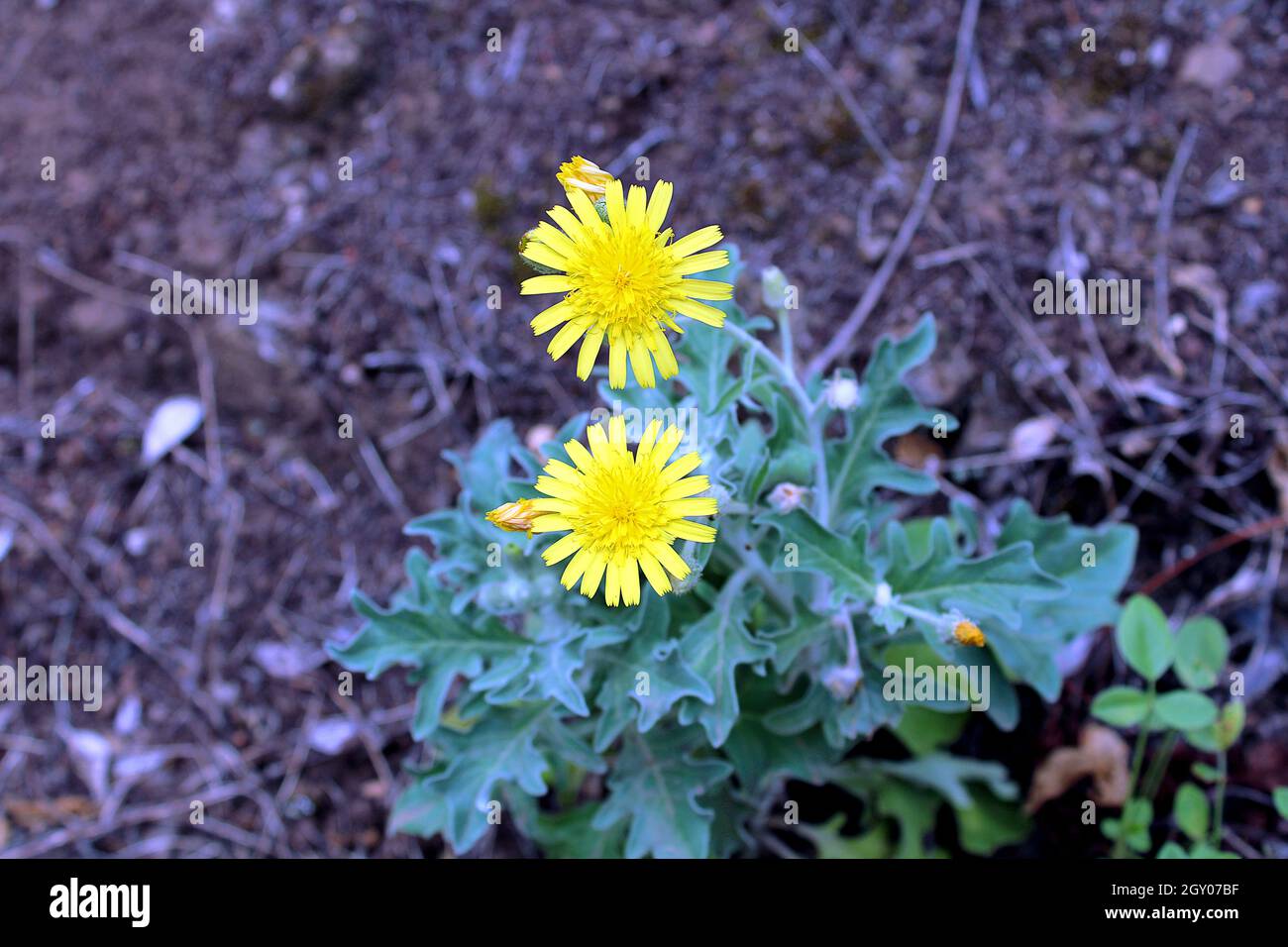 Flor amarilla de la familia de las Margaritas Stockfoto