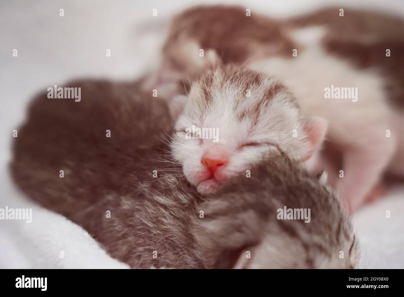 Neugeborene kleine schottische Falzkätzchen in weißer Decke. Kleine gerade gestreifte niedliche Baby Kätzchen graue Farbe. Stockfoto