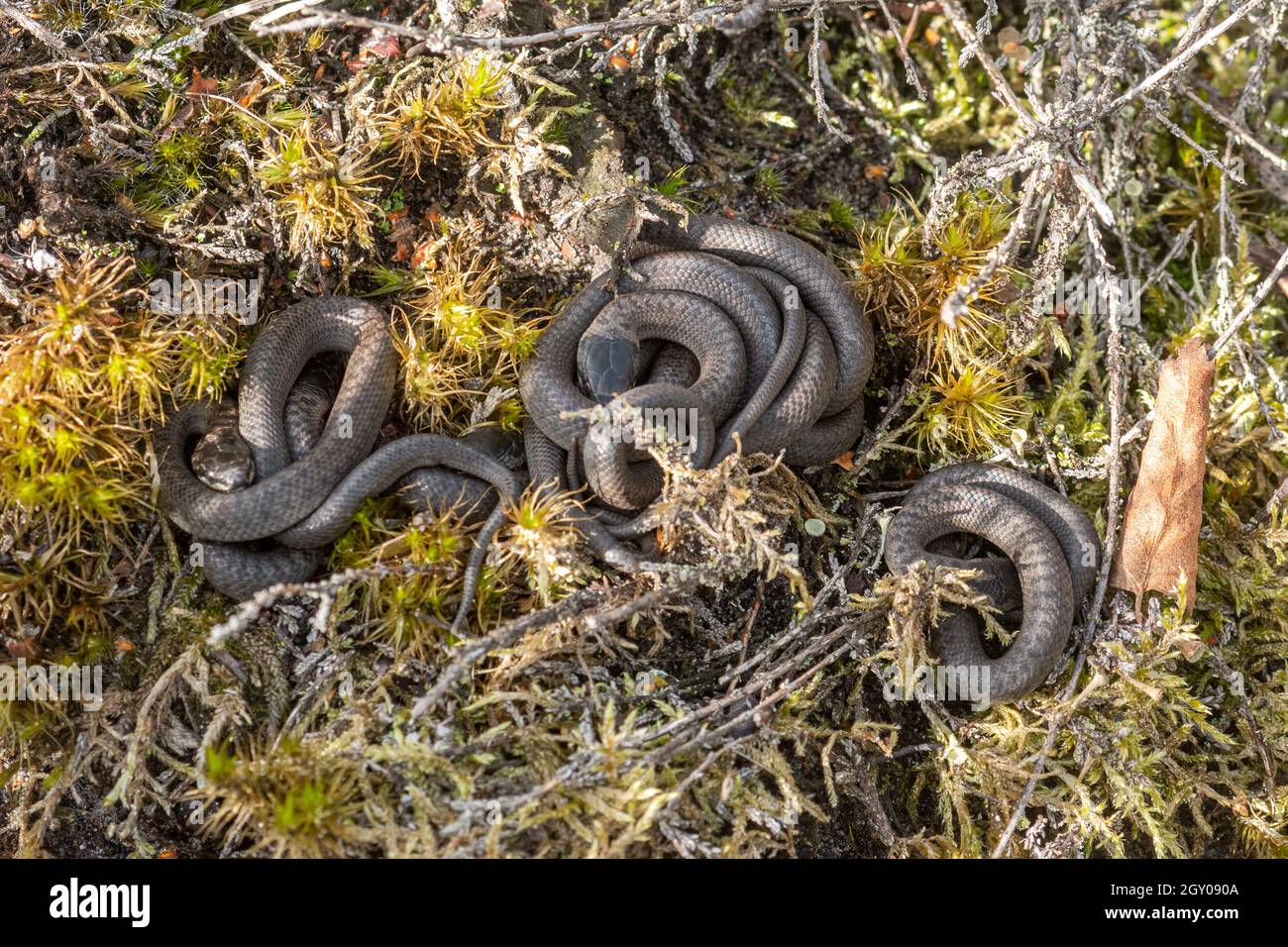 Neugeborene glatte Schlangen (Coronella austriaca), eine seltene Reptilienart, die sich in natürlichem Heideland-Lebensraum in Surrey, England, sonnen Stockfoto