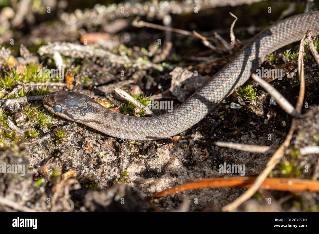 Neugeborene glatte Schlange (Coronella austriaca), eine seltene Reptilienart, in natürlichem Heideland-Lebensraum in Surrey, England, Großbritannien Stockfoto