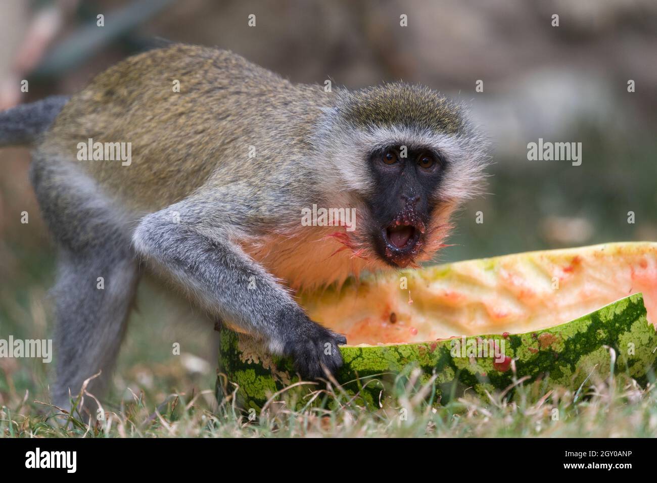 Ein vervetter Affe (Chlorocebus pygerythrus), der eine ausrangierte Wassermelone isst, Maparasha Hills, in der Nähe von Il’Bisil, Amposeli District, Kenia. 29. Juli 2021 Stockfoto