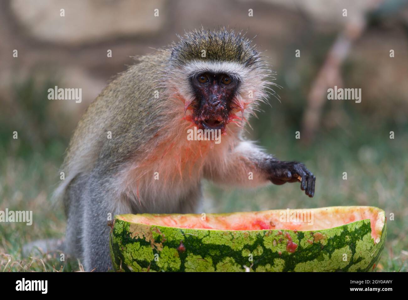 Ein vervetter Affe (Chlorocebus pygerythrus), der eine ausrangierte Wassermelone isst, Maparasha Hills, in der Nähe von Il’Bisil, Amposeli District, Kenia. 29. Juli 2021 Stockfoto