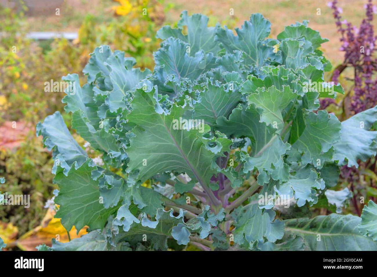 Grünkohl wächst im rustikalen Garten. Bio-Kohl in der Landwirtschaft und Ernte. Gemüse zu Hause anbauen. Nahaufnahme. Offenes, ebenes Bett in t Stockfoto