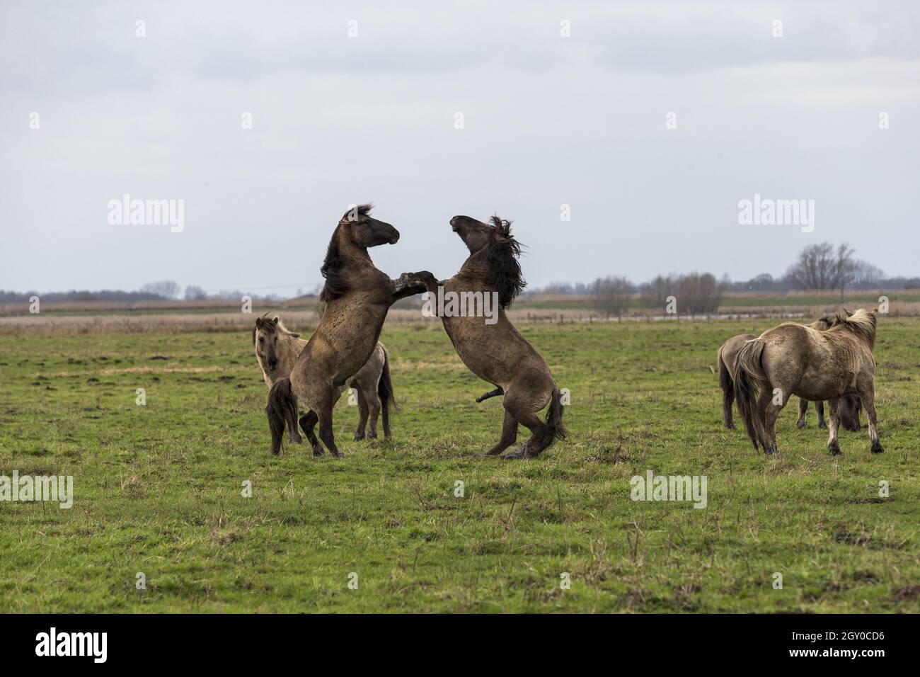 Wild Konik Horses Wicken Fen Cambridgeshire England Vereinigtes Königreich Stockfoto