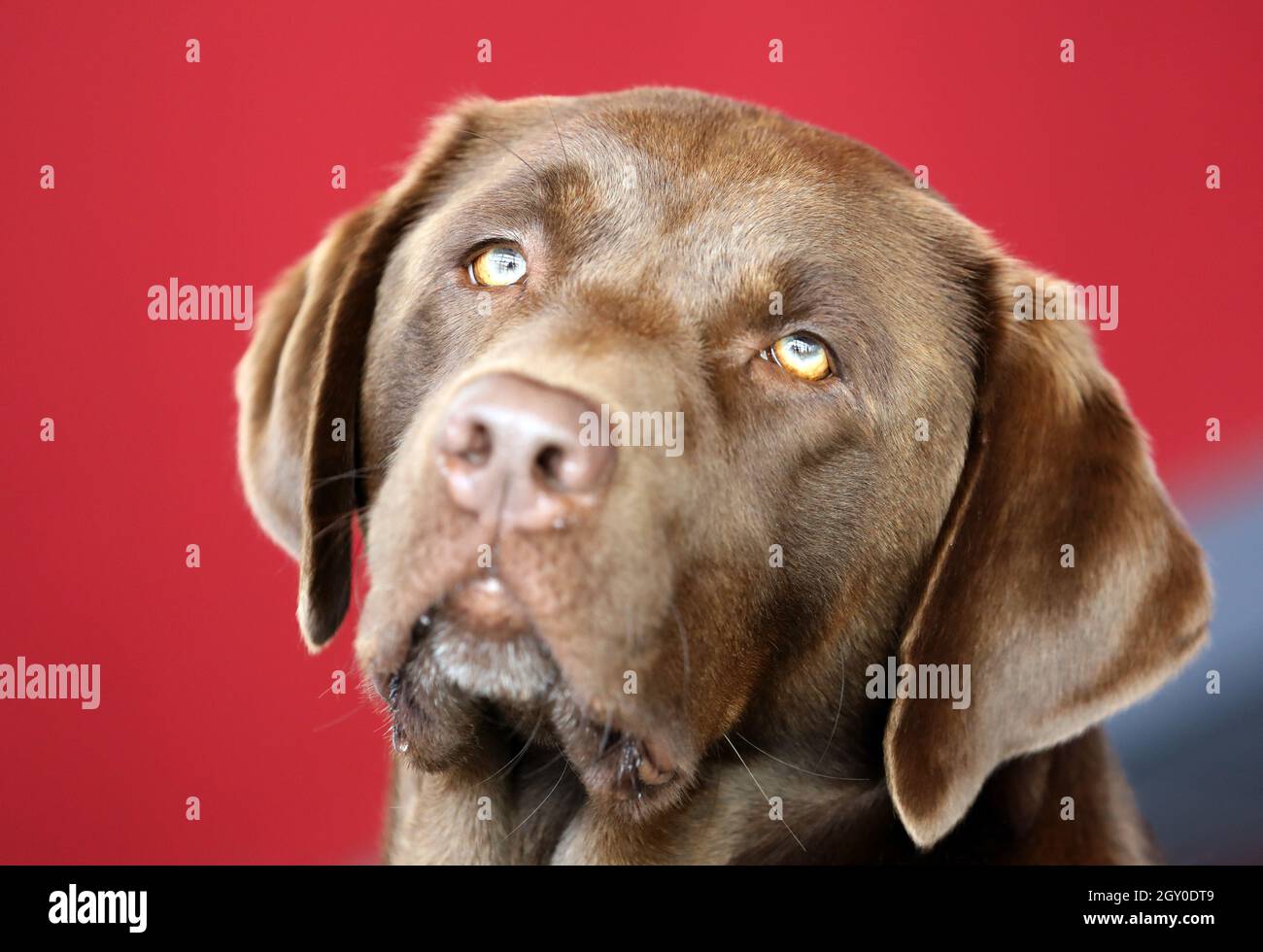 Rostock, Deutschland. Oktober 2021. Auf der Pressekonferenz zur Präsentation des Programms der Pedigree-Hundeausstellung posiert der Titelhund 'Lotte'. Der Labrador Retriever wird als Therapiebegleiter in einer gemeinsamen Wohnung für Kinder und Jugendliche eingesetzt. Die reinrassige Hundeausstellung vom 16. Bis 17. Oktober 2021 hat mit 2071 vierbeinigen Freunden eine Rekordzahl an Einsendungen, 300 mehr als im letzten Jahr. Es sind Hunde aus 271 Rassen vertreten, ebenfalls ein neuer Rekord. Quelle: Bernd Wüstneck/dpa-Zentralbild/ZB/dpa/Alamy Live News Stockfoto