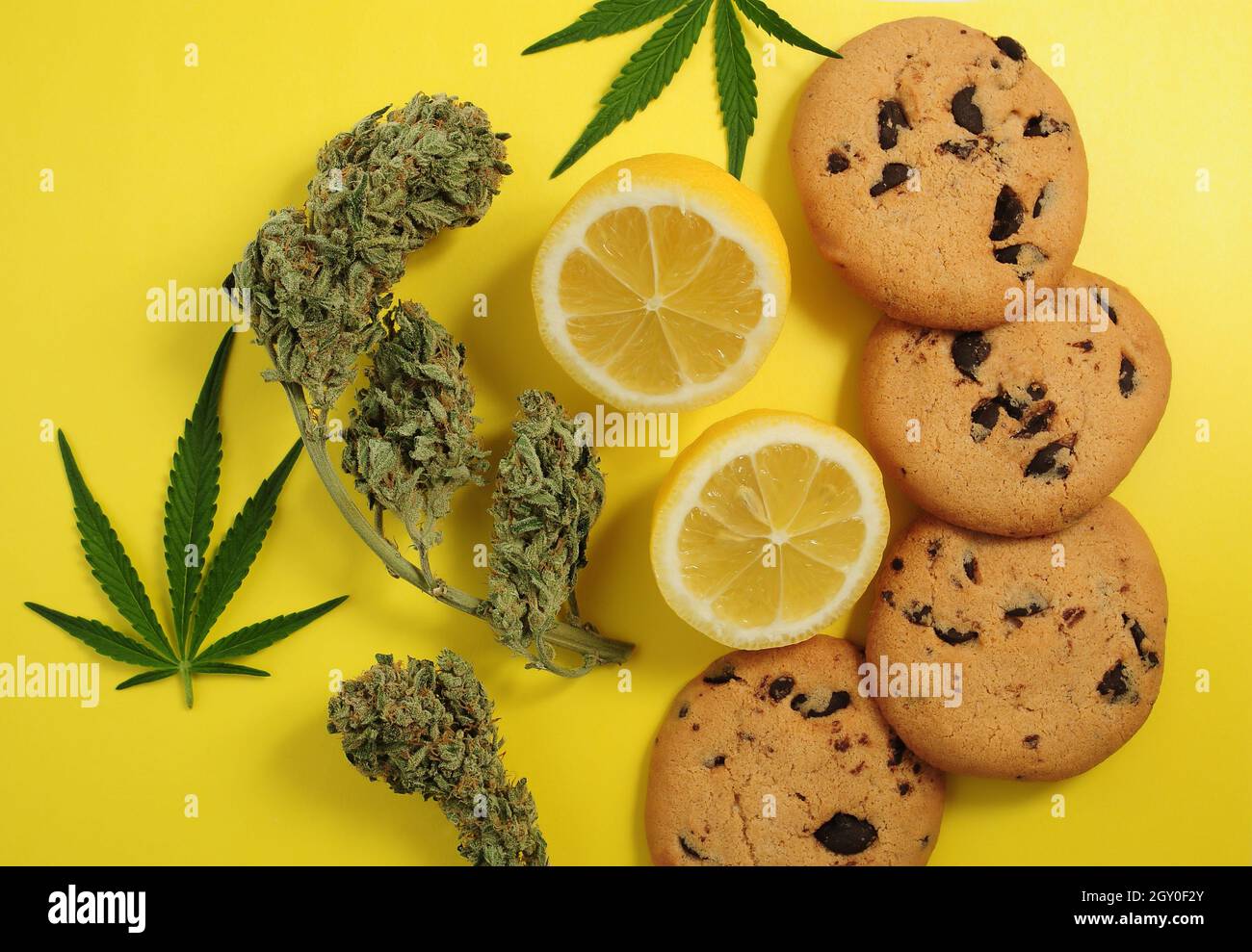 Cannabis-Esswaren. Schokoladenkekse mit CBD-Öl. Marihuanaknospen mit Zitronengeschmack auf gelbem Hintergrund. Cannabisblätter und -Blumen isoliert aus der Nähe Stockfoto