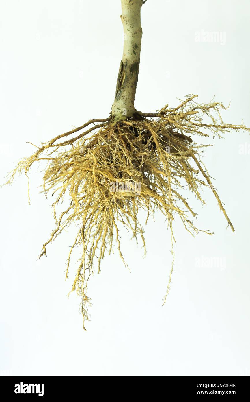 Baumwurzeln auf weißem Hintergrund. Ein faseriges Wurzelsystem. Stockfoto