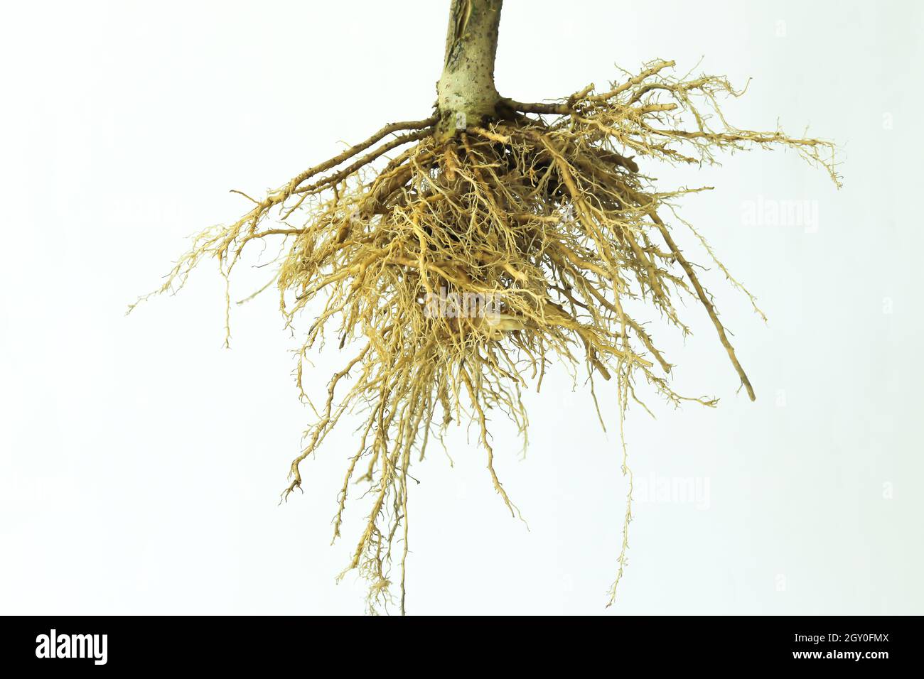 Baumwurzeln auf weißem Hintergrund. Ein faseriges Wurzelsystem. Stockfoto