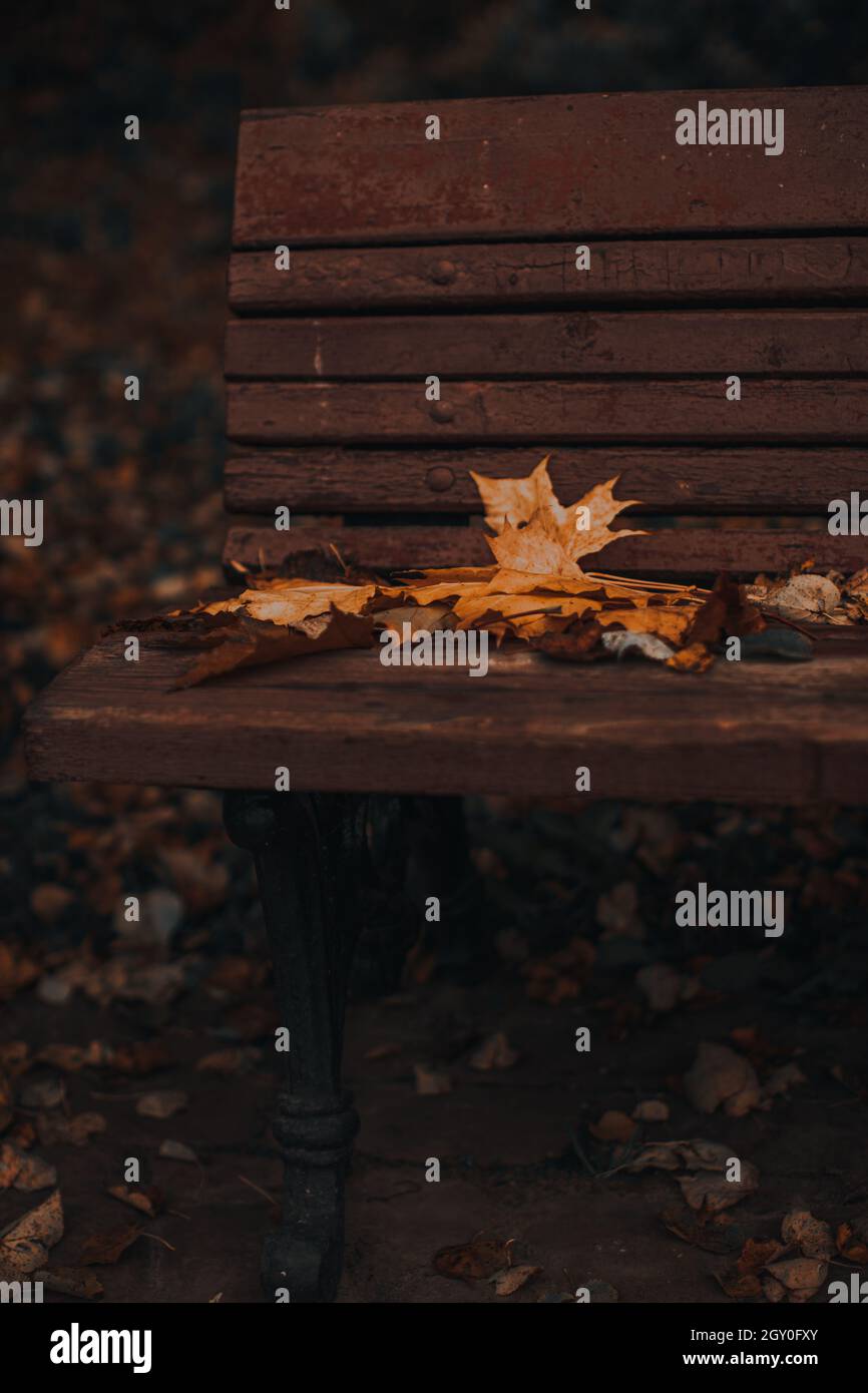 Herbstgelb trockene Ahornblätter liegen auf einer Holzbank in einem Park im Wald Stockfoto