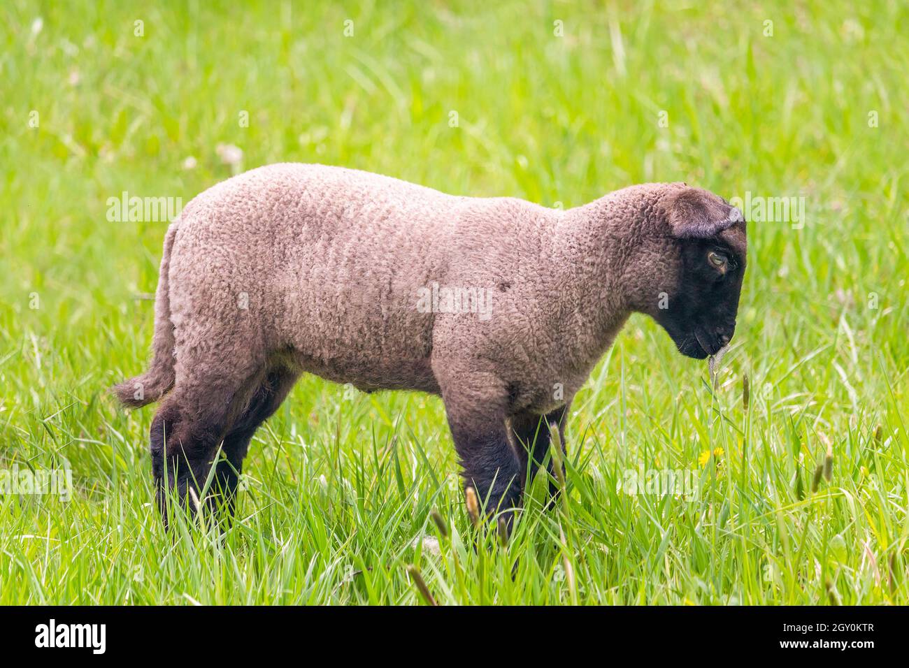 Lamm im Gras - Suffolk Schafe auf der Weide, Seitenansicht Stockfoto