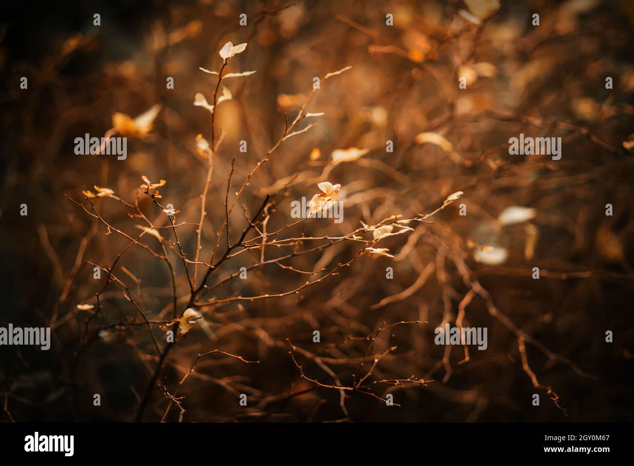 Die Blätter an den dünnen Zweigen des Busches waren gelb und verwelkten an einem dunklen Novembertag. Das Verwelken der Natur in der Herbstsaison. Stockfoto