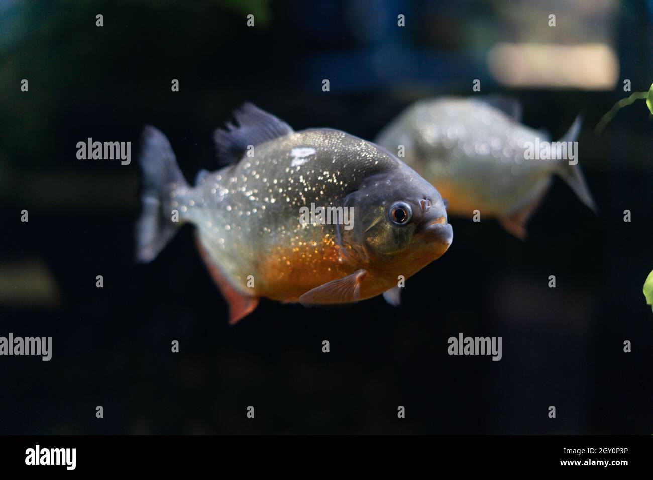 piranha-Fische schwimmen im Aquarium. Selektiver Fokus, zornige Fische. Stockfoto