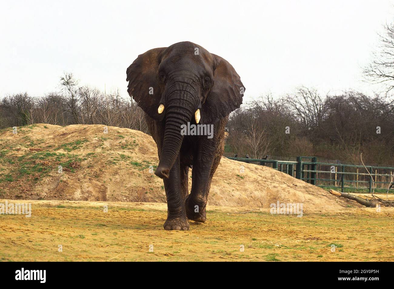 Vorderansicht eines afrikanischen Elefanten beim Vorwärtsgehen Stockfoto