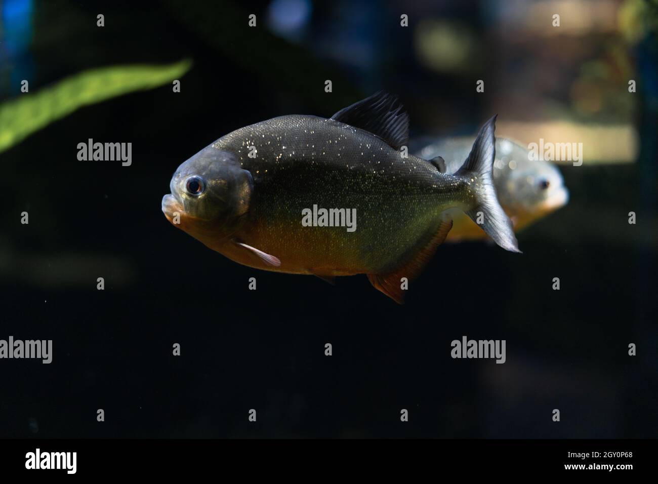 Der Amazonas ist ein räuberischer Piranha-Fisch unter den Algen. Eine Herde wütender hungriger Fische schwimmt. Stockfoto