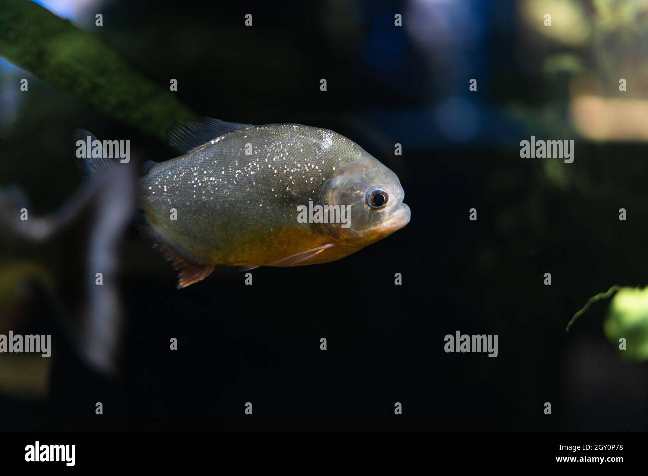 Der Amazonas ist ein räuberischer Piranha-Fisch unter den Algen. Eine Herde wütender hungriger Fische schwimmt. Stockfoto