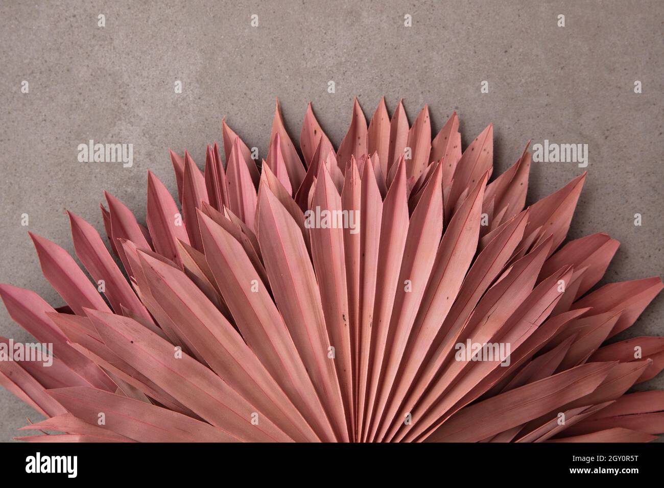 Getrocknete rosa tropische Palmenblatt Boho Stil modische Dekoration auf einem Beton Hintergrund Stockfoto