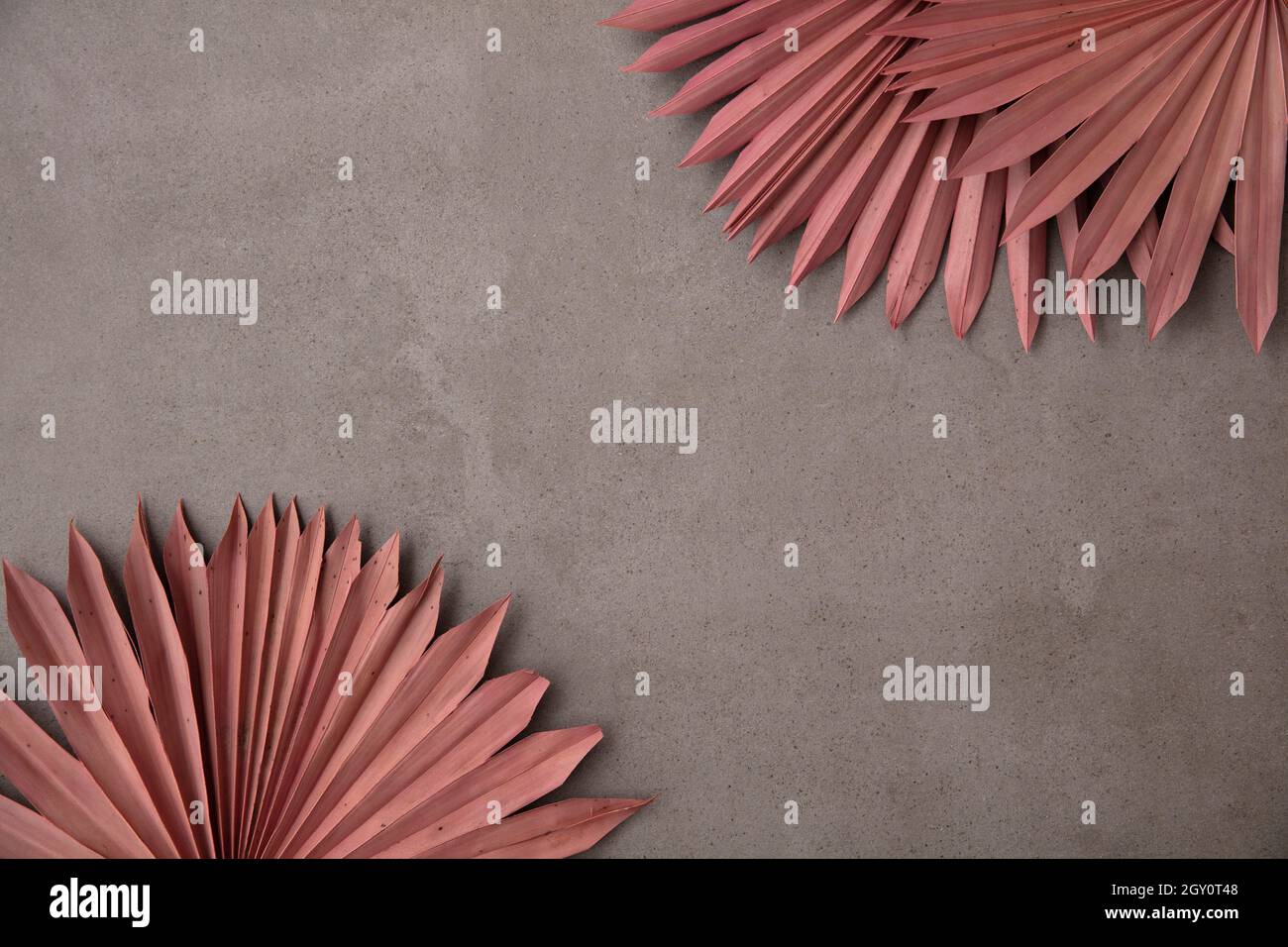 Getrocknete rosa tropische Palmenblatt Boho Stil modische Dekoration auf einem Beton Hintergrund Stockfoto