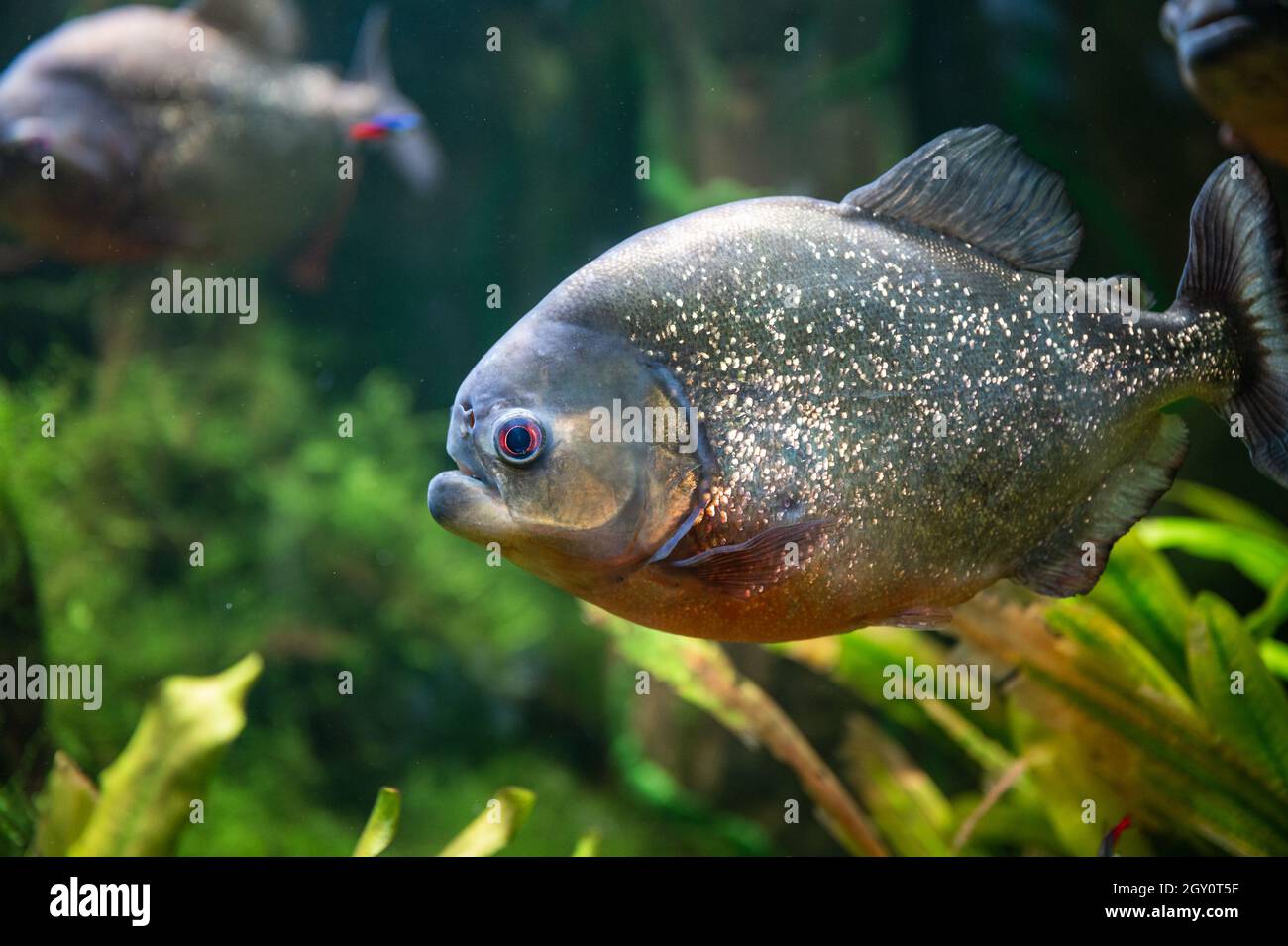 Rote Piranha schwimmen im Aquarium Stockfoto