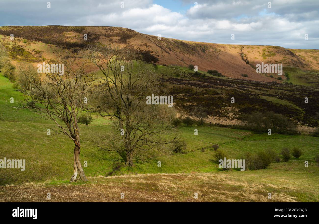 North York Moors mit Heidekraut, Bäumen und natürlichen geologischen Depressionen unter bewölktem Himmel am Morgen in Hole of Horcum, Goathland, Yorkshire, Großbritannien. Stockfoto