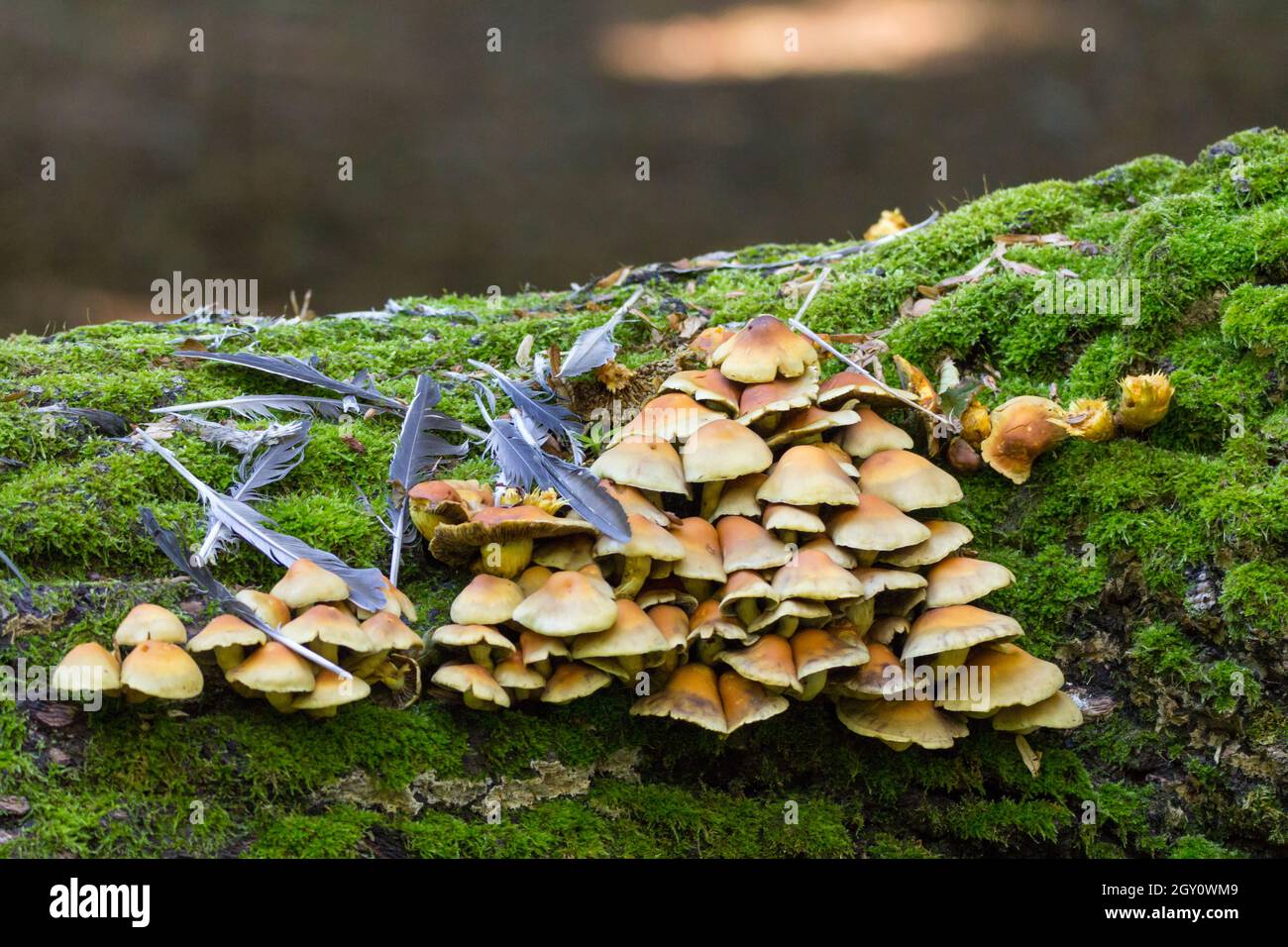 Pilze Schwefeltuft (Hypholoma fasculare) in dreieckigem Cluster auf gefallenen Bäumen mit grünen Moosen und Vogelfedern, die von gerupften Beutetieren verstreut sind Stockfoto